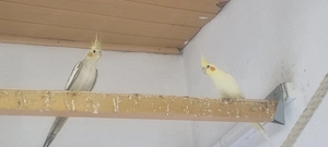 Nymphensittich Zuchtpaar und Jungtiere