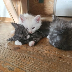 Reinrassige Maincoon Kitten 