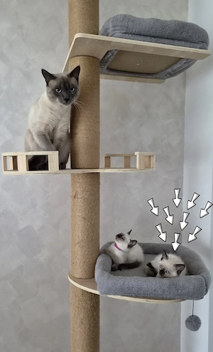 1 Siam-Kitten sucht ab Oktober ein liebevolles Zuhause