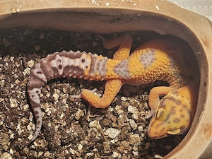 Leopardgecko in wunderschöner Morph 1.0