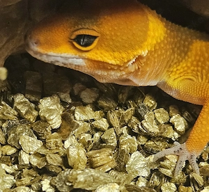 Wunderschönes Leopardgeckos Weibchen 
