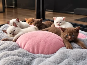 * Wunderschöne BKH-Kitten suchen ab der 12. Woche ein liebevolles Zuhause *