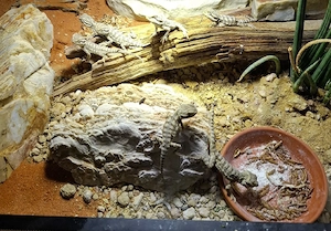 Pogona Henrylawsoni 