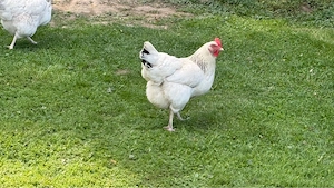 Hennen Huhn Hühner 