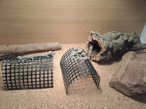 Zwergbartagamen Pogona Henrylawsoni 