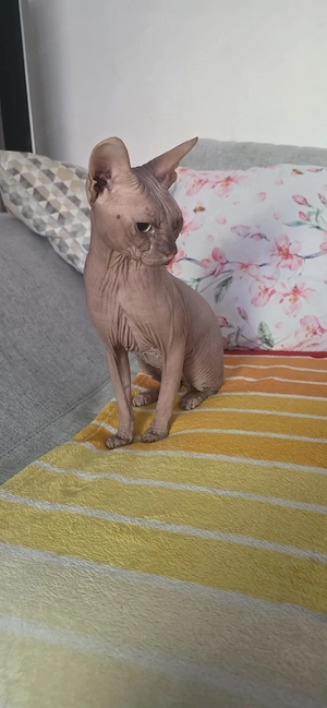 Don Sphynx 
