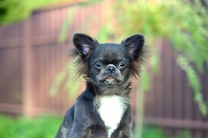 Chihuahua-Welpe