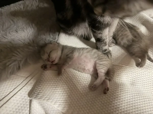 BKH Kitten zum Verkaufen 