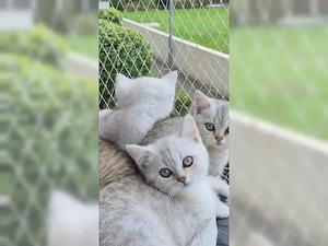 Reinrassige BKH-Kitten suchen ein liebevolles Zuhause