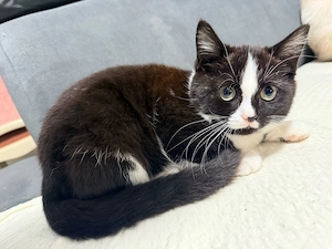 süße katze
