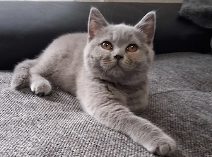 Britisch Kurzhaar Kitten Blau BKH