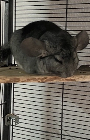 chinchillas suchen neues zuhause 