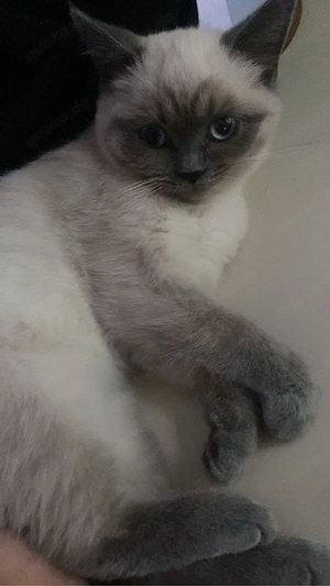 süße mix kitten