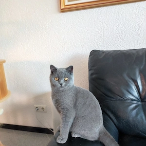 BKH Katerchen 