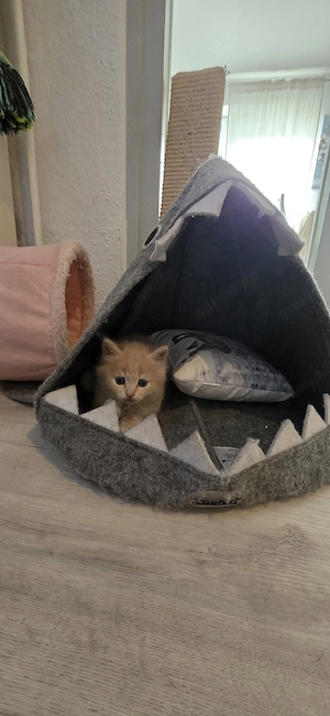 BKH Mix  Kitten