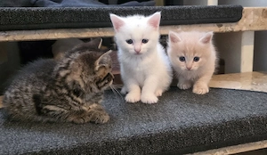 BKH Mix  Kitten