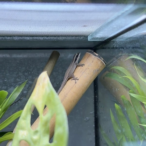 phelsuma Ornata Nachzucht 