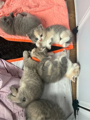 BKH Kitten - Blutgetestete Eltern