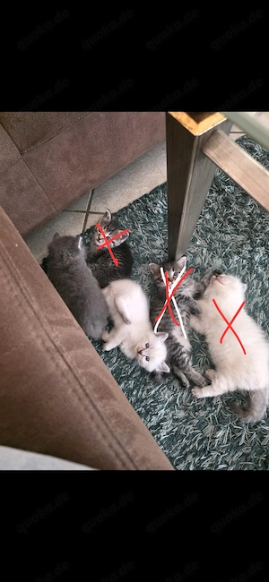 Never-Masquaraden-Mix Kitten