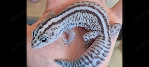 afrikanischer fettschwanzgecko