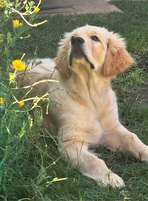 Golden Retriever Welpen in liebevolle Hände abzugeben Bild 8