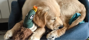 Golden Retriever Welpen in liebevolle Hände abzugeben Bild 2