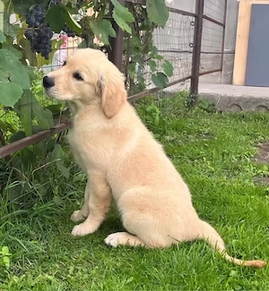 Golden Retriever Welpen in liebevolle Hände abzugeben Bild 7