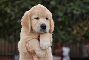 Golden Retriever Welpen in liebevolle Hände abzugeben