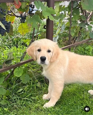 Golden Retriever Welpen in liebevolle Hände abzugeben Bild 5