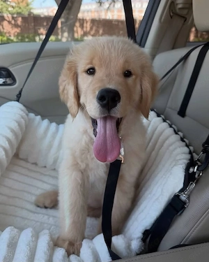 Golden Retriever Welpen in liebevolle Hände abzugeben Bild 3