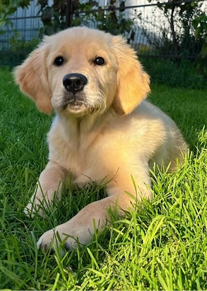 Golden Retriever Welpen in liebevolle Hände abzugeben Bild 10
