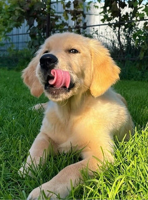 Golden Retriever Welpen in liebevolle Hände abzugeben Bild 9
