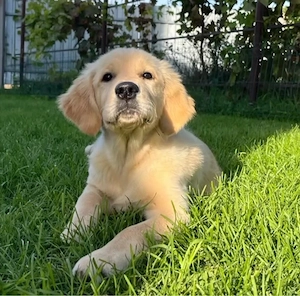 Golden Retriever Welpen in liebevolle Hände abzugeben Bild 6