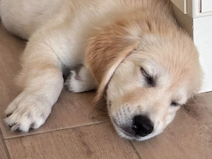 Golden Retriever Welpen in liebevolle Hände abzugeben Bild 4