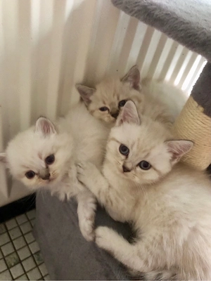 BKH Kitten 
