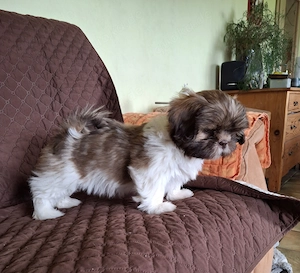 Shih Tzu Welpen abzugeben Bild 2