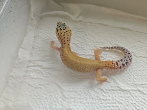 0.1 Eclipse Ghost ph tremper 