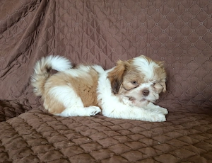 Shih Tzu Welpen abzugeben Bild 8