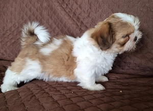 Shih Tzu Welpen abzugeben Bild 7