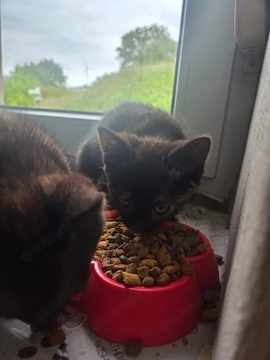 Katzenkitten 
