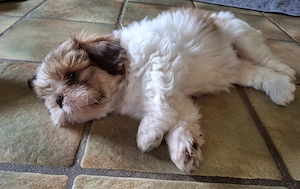 Shih Tzu Welpen abzugeben Bild 9