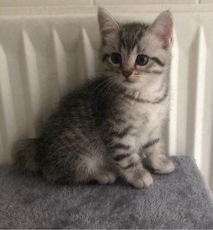 BKH Kitten Mix 