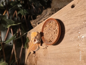 Bartagam Weibchen 
