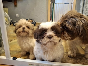 Shih Tzu Welpen abzugeben Bild 5