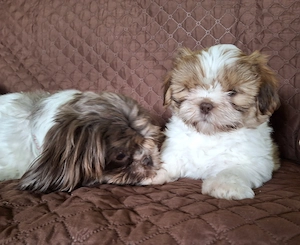 Shih Tzu Welpen abzugeben Bild 6