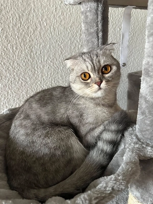  Britische Katze sucht liebevolles Zuhause   