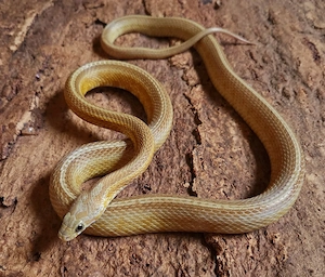 Amber Tessera 