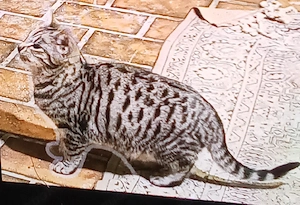 Toyger-Kätzchen