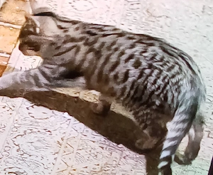 Toyger-Kätzchen