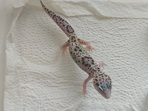 0.1 MS Eclipse Lavender White skull 